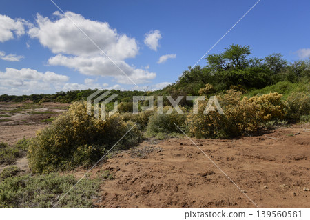 Calden forest grass landscape, La Pampa province, Patagonia, Argentina. Calden forest grass landscape, La Pampa province, Patagonia, Argentina. 139560581