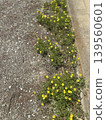 路邊盛開的黃色小花，小花，不知名的花，道路，路邊，春天 139560601
