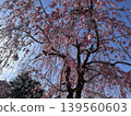 春天，日本公園裡，垂枝櫻花在藍天的襯托下格外醒目。 139560603