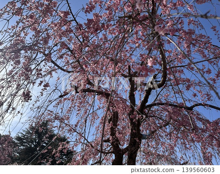 Weeping cherry blossoms stand out against the blue sky in a park in Japan during spring. Weeping cherry blossoms stand out against the blue sky in a park in Japan during spring. 139560603