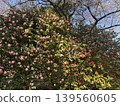 盛開的山茶花在蔚藍的春日天空映襯下格外醒目。日本公園。 139560605