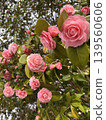 可愛的粉紅色花朵，春天，日本，公園，清新的綠意 139560606