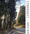 一條穿過雪松林的道路，陽光，日本 139560621