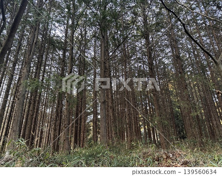 Well-maintained cedar forest, Japan Well-maintained cedar forest, Japan 139560634