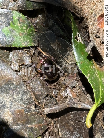 在山路上發現了一隻巨大的金色甲蟲 在山路上發現了一隻巨大的金色甲蟲 139560902