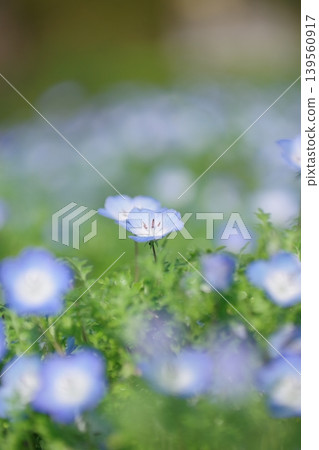 Nemophila fields in the park in spring Nemophila fields in the park in spring 139560917