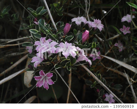 Pink flowers and purple buds of the Japanese jasmine (Japanese jasmine by the river) 139560919