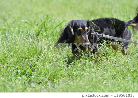 A Miniature Dachshund on a walk A Miniature Dachshund on a walk 139561033