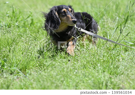 A Miniature Dachshund on a walk 139561034