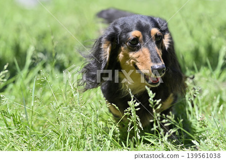 A Miniature Dachshund on a walk A Miniature Dachshund on a walk 139561038