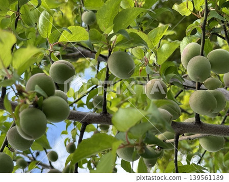 The plums will be harvested soon. 139561189