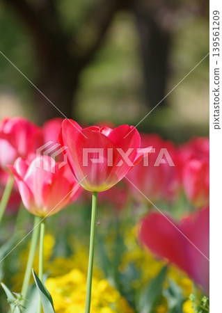 一片鮮紅的春季鬱金香花田 139561209
