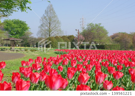A field of bright red spring tulips A field of bright red spring tulips 139561221