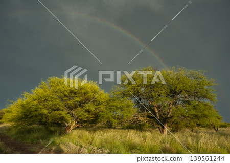 Calden forest landscape, Prosopis Caldenia plants, La Pampa province, Patagonia, Argentina. Calden forest landscape, Prosopis Caldenia plants, La Pampa province, Patagonia, Argentina. 139561244