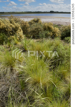 Grassland Pampas landscape, La Pampa province, Patagonia, Argentina. Grassland Pampas landscape, La Pampa province, Patagonia, Argentina. 139561245