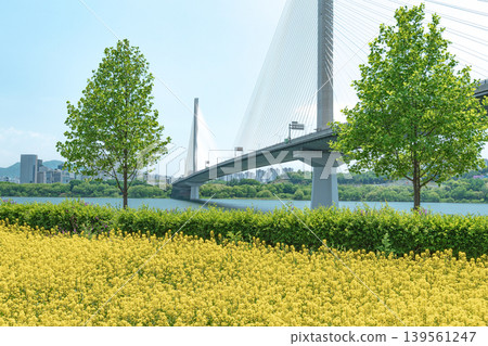 Seoul, South Korea - May. 10, 2026 : Guri-Topyeong Bridge and a peaceful riverside walking path along the Han River in Guri, South Korea 139561247