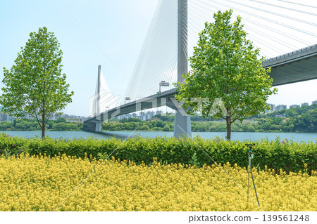 Seoul, South Korea - May. 10, 2026 : Guri-Topyeong Bridge and a peaceful riverside walking path along the Han River in Guri, South Korea 139561248