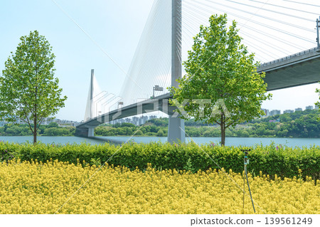 Seoul, South Korea - May. 10, 2026 : Guri-Topyeong Bridge and a peaceful riverside walking path along the Han River in Guri, South Korea 139561249
