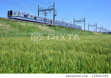 A Tobu Nikko Line 20400 series train travels through a wheat field. A Tobu Nikko Line 20400 series train travels through a wheat field. 139561264