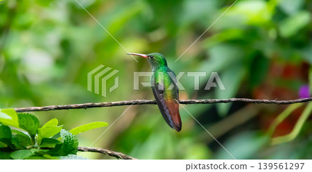 Hummingbird Sitting on a Vine in Costa Rica Rain Forest Hummingbird Sitting on a Vine in Costa Rica Rain Forest 139561297