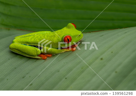 Red-eyed Tree Frog on a Leaf in Costa Rica Rain Forest Red-eyed Tree Frog on a Leaf in Costa Rica Rain Forest 139561298