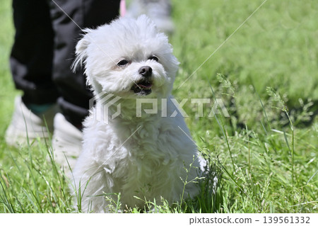 一隻可愛的吉娃娃和玩具貴賓犬的混血犬在狗公園玩耍。 一隻可愛的吉娃娃和玩具貴賓犬的混血犬在狗公園玩耍。 139561332