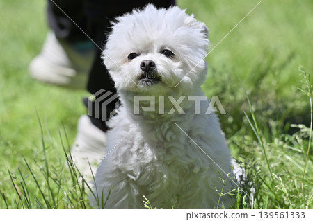 A cute Chihuahua-Toy Poodle mix playing in the dog park. A cute Chihuahua-Toy Poodle mix playing in the dog park. 139561333