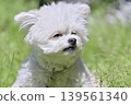 A cute Chihuahua-Toy Poodle mix playing in the dog park. 139561340