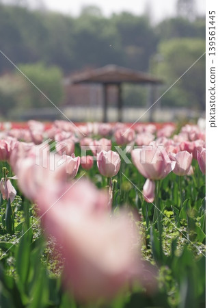 多彩的粉紅色鬱金香花田 多彩的粉紅色鬱金香花田 139561445