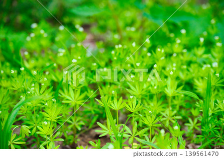 Small white flowers of Galium verum blooming in the spring forest, and clusters of fresh green leaves. 139561470