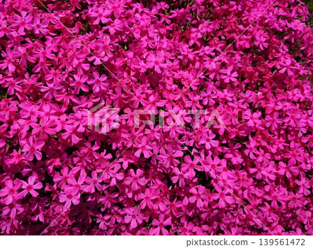 Pink Shibazakura in full bloom 139561472
