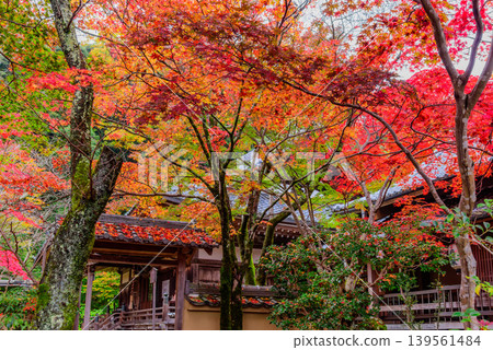 Kyoto, Shōji-ji Temple (Temple of Flowers): Autumn leaves piled on the tiled roof and a late autumn view of the Amida Hall from the main gate. Kyoto, Shōji-ji Temple (Temple of Flowers): Autumn leaves piled on the tiled roof and a late autumn view of the Amida Hall from the main gate. 139561484