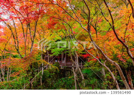 京都 - 莊司寺(花之寺):寺廟內有一座寧靜的日式花園,秋葉絢麗多彩。 京都 - 莊司寺(花之寺):寺廟內有一座寧靜的日式花園,秋葉絢麗多彩。 139561490