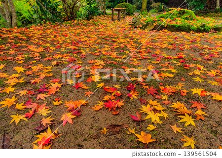 Kyoto's Shōji-ji Temple (Temple of Flowers): A magnificent carpet of autumn leaves dyes the temple grounds a brilliant red. Kyoto's Shōji-ji Temple (Temple of Flowers): A magnificent carpet of autumn leaves dyes the temple grounds a brilliant red. 139561504
