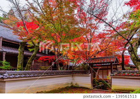 京都,聖寺(花之寺):秋日景色絢麗多彩,白色的牆壁、正門和琉璃光殿的瓦頂交相輝映。 京都,聖寺(花之寺):秋日景色絢麗多彩,白色的牆壁、正門和琉璃光殿的瓦頂交相輝映。 139561513