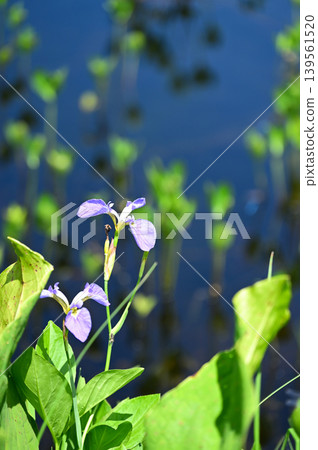 Delicate Iris ensata blooming in the wetlands Delicate Iris ensata blooming in the wetlands 139561520