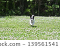 A lively Jack Russell Terrier running around in the dog park. 139561541