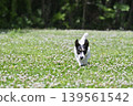A lively Jack Russell Terrier running around in the dog park. 139561542