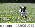 A lively Jack Russell Terrier running around in the dog park. 139561543