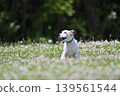 A lively Jack Russell Terrier running around in the dog park. 139561544