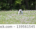 A lively Jack Russell Terrier running around in the dog park. 139561545