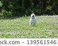 A lively Jack Russell Terrier running around in the dog park. 139561546