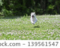 A lively Jack Russell Terrier running around in the dog park. 139561547