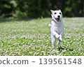 A lively Jack Russell Terrier running around in the dog park. 139561548