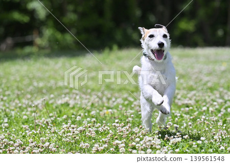 A lively Jack Russell Terrier running around in the dog park. A lively Jack Russell Terrier running around in the dog park. 139561548