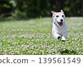 A lively Jack Russell Terrier running around in the dog park. 139561549