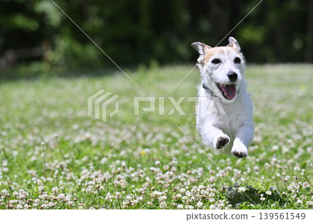 A lively Jack Russell Terrier running around in the dog park. A lively Jack Russell Terrier running around in the dog park. 139561549
