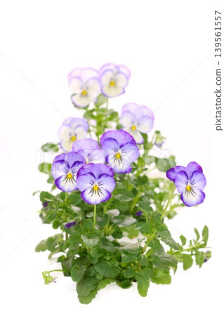 紫色三色堇花，背景明亮 139561557
