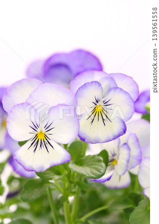 Purple pansy flower against a bright background Purple pansy flower against a bright background 139561558