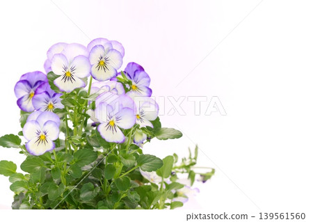 Purple pansy flower against a bright background 139561560